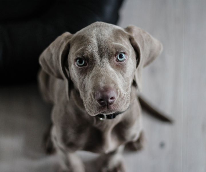 Adestramento de filhotes: punir ou não?