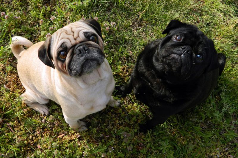O que você sabe sobre os Pugs?
