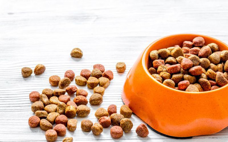 Sabia que cães podem ter intolerância a glúten?