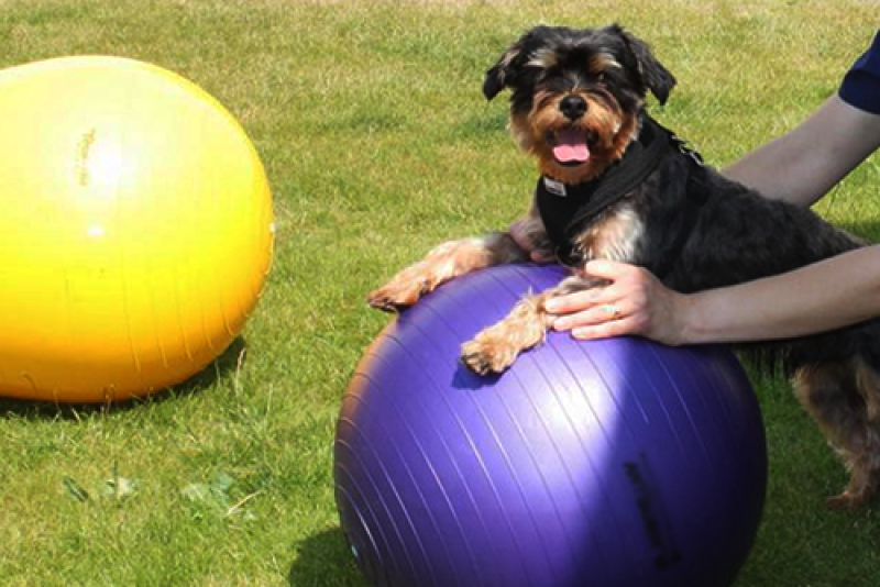 Fisioterapia para pets