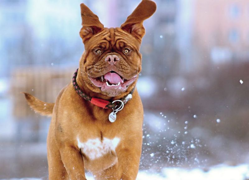 Mordidas de cães podem ser perigosas. Descubra o que fazer nestas emergências.