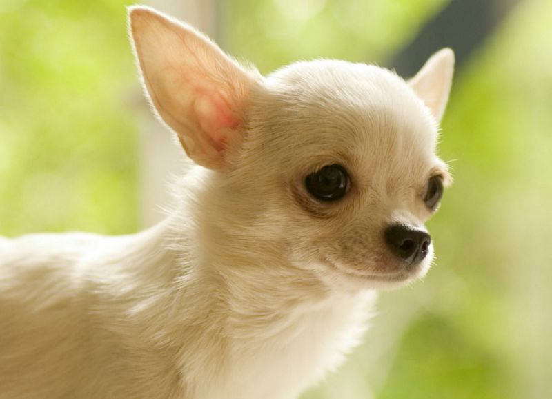 Chihuahua, o que você sabe sobre eles?
