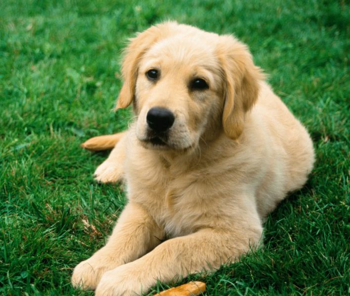 Globo Repórter mostra uma paixão brasileira: os animais domésticos.