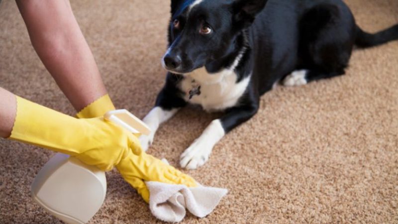 8 dicas para tirar o cheiro de cachorro da sua casa
