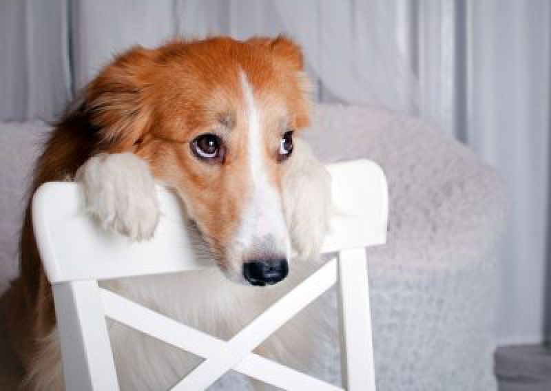 Por que o cachorro faz cara de culpado?