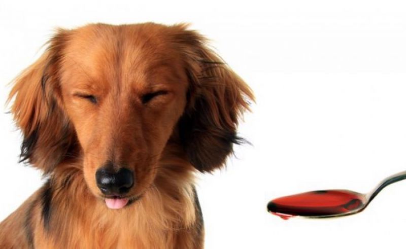 Saiba como dar remédios para cão e gato