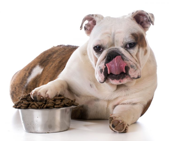 Quais rações cachorros idosos devem comer