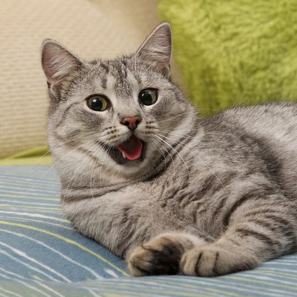 Seu gato é ansioso? 5 formas de saber