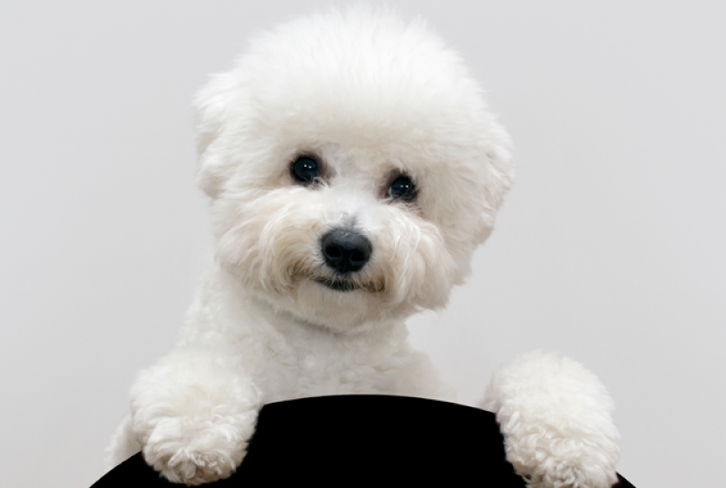 Raças ideais para quem nunca teve um cão