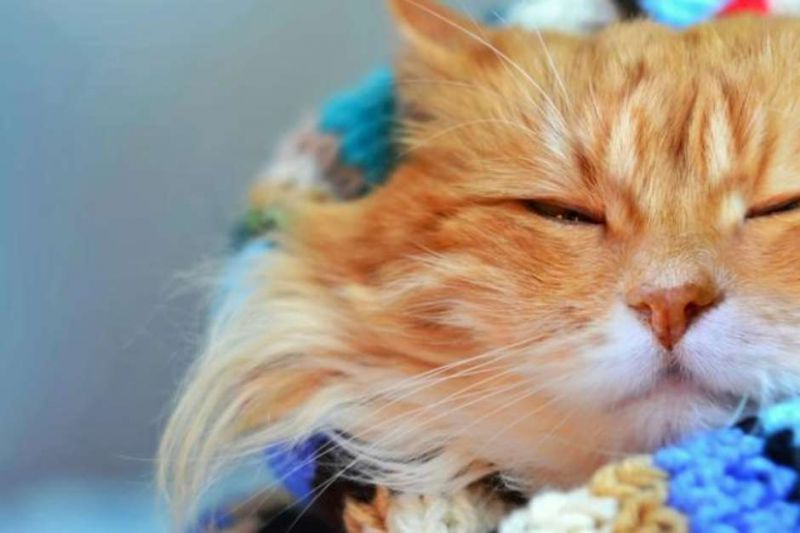 Pets exigem cuidados especiais no inverno