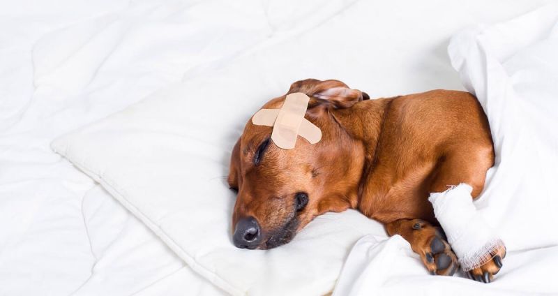 Seu pet está com dor?