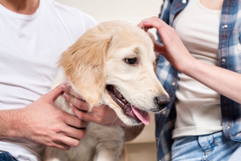 5 maneiras de brincar com seu cachorro dentro do apartamento