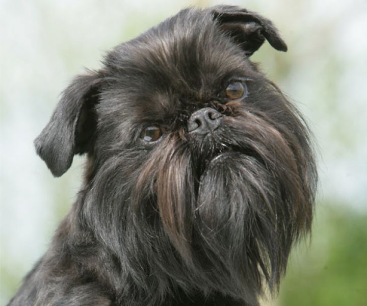 Tudo sobre Griffon Belga