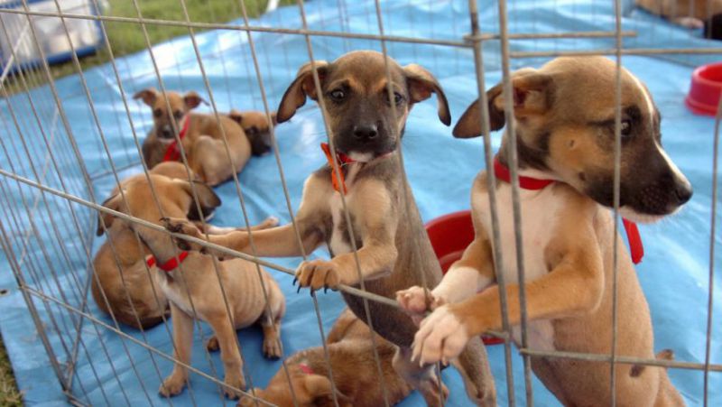 54 cães e gatos buscam um novo lar em mais uma edição do Adote Pet em Ribeirão