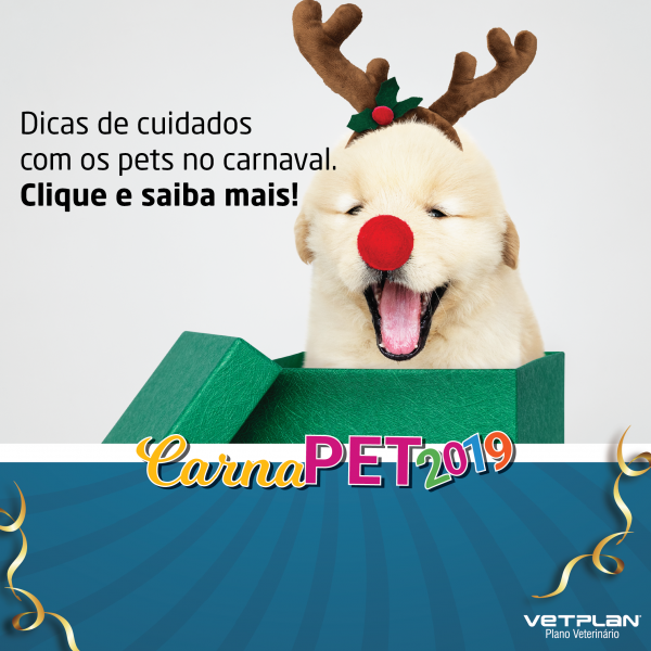 Dicas de cuidados com os pets no carnaval.