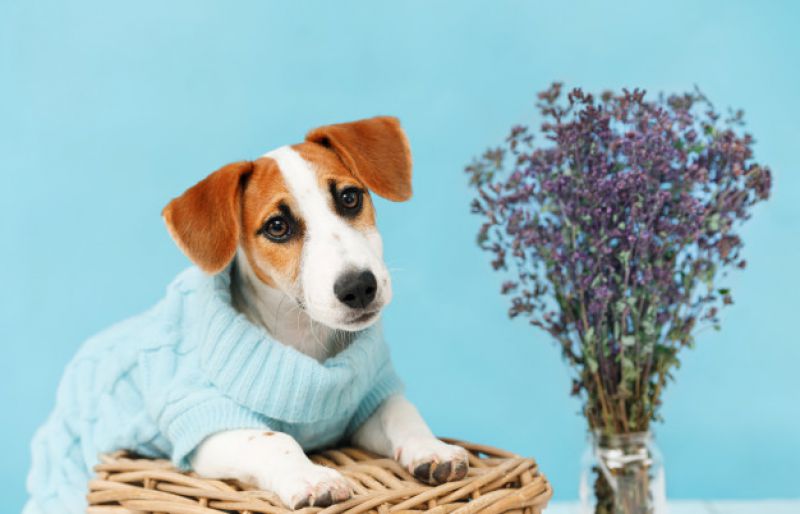 Plantas tóxicas para evitar se você tiver animais em casa
