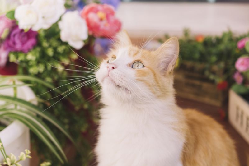 Como cuidar melhor do seu cão ou gato nessa primavera?