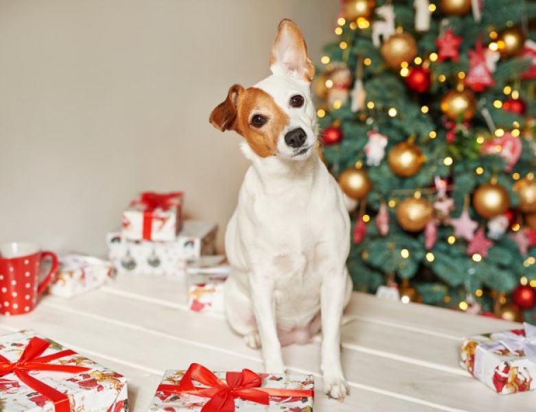 Ceia de Natal: O que os pets podem comer?