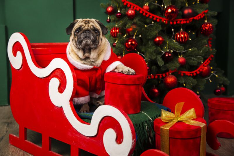 Seu gato ou cachorro não gosta de pessoas estranhas? E agora?