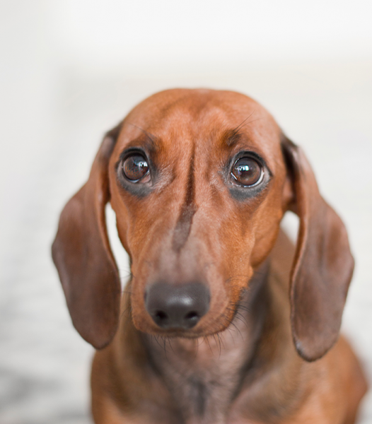 Seu pet tem medo de fogos de artifício? Saiba como ajudá-lo nesta época de festas juninas!