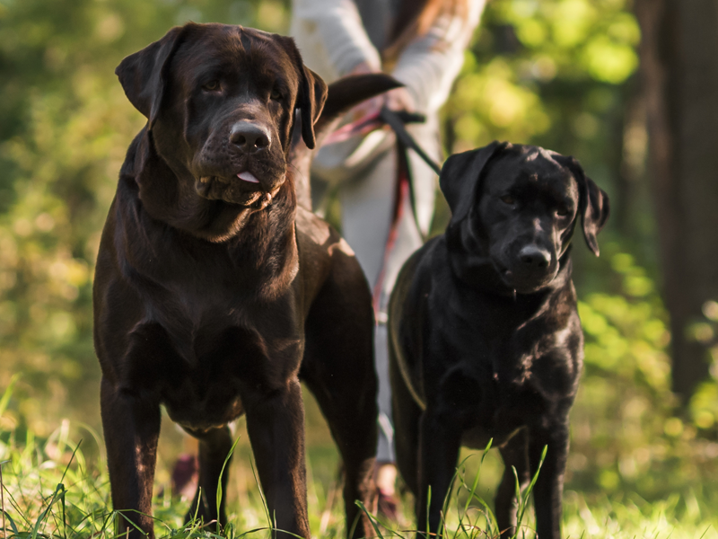 Como escolher um dogwalker