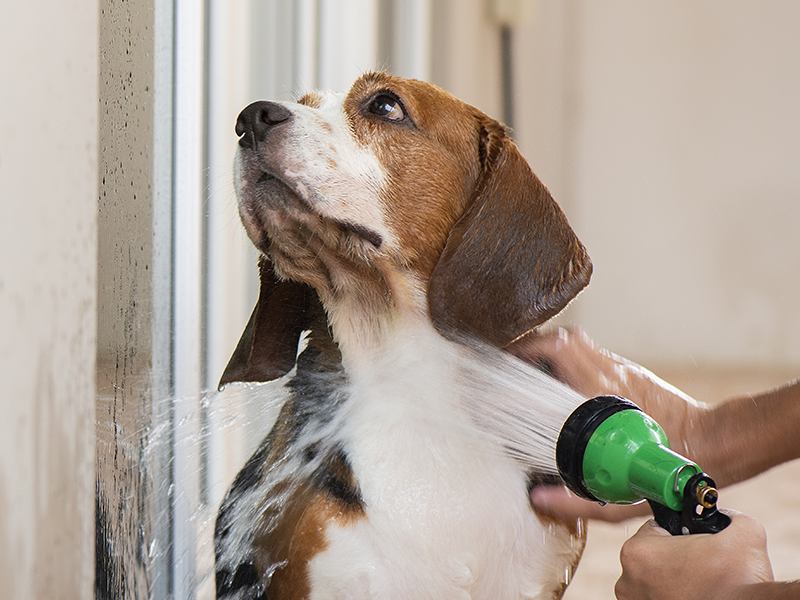 Como proteger seu pet do frio na hora do banho!