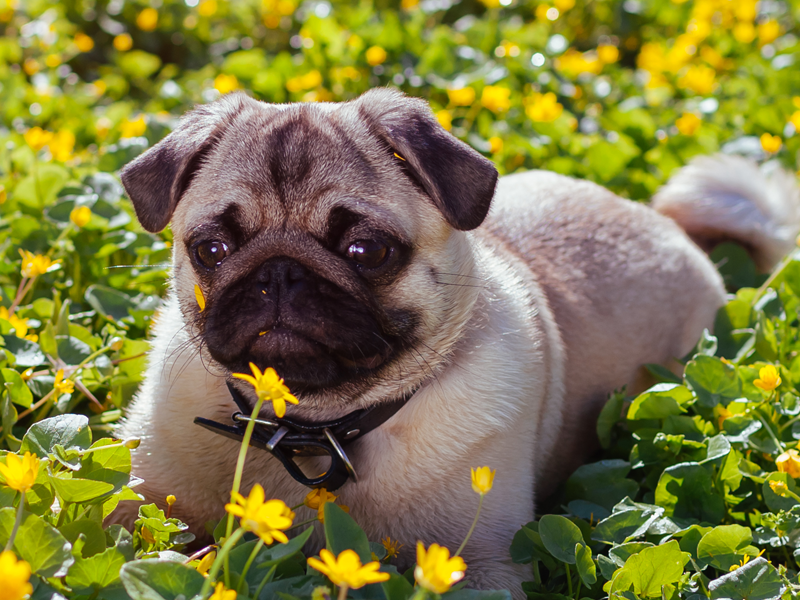 Como proteger seu pet do frio na hora de passear!