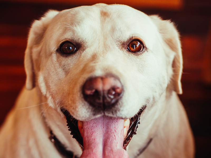 Cachorros grandes podem viver em locais pequenos?