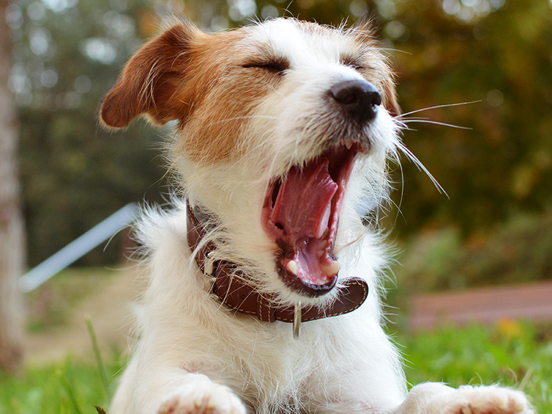 Como lidar com latidos excessivos