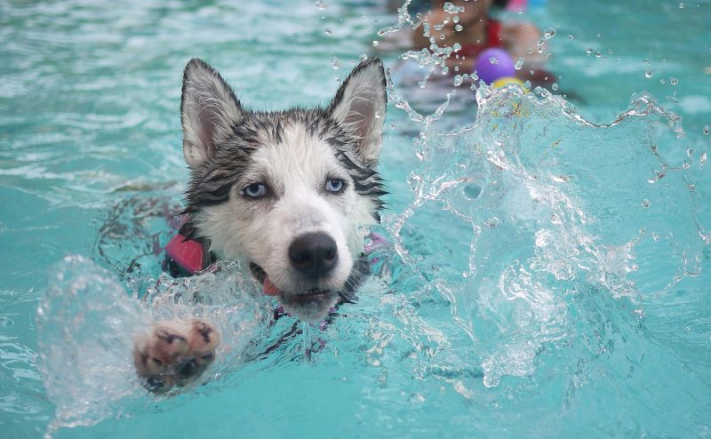 Os cuidados necessários com o cachorro na piscina