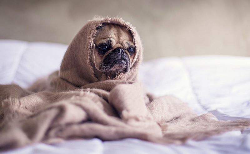 Sociabilização Canina