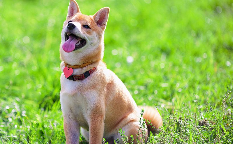 O que considerar ao escolher um serviço de adestramento?