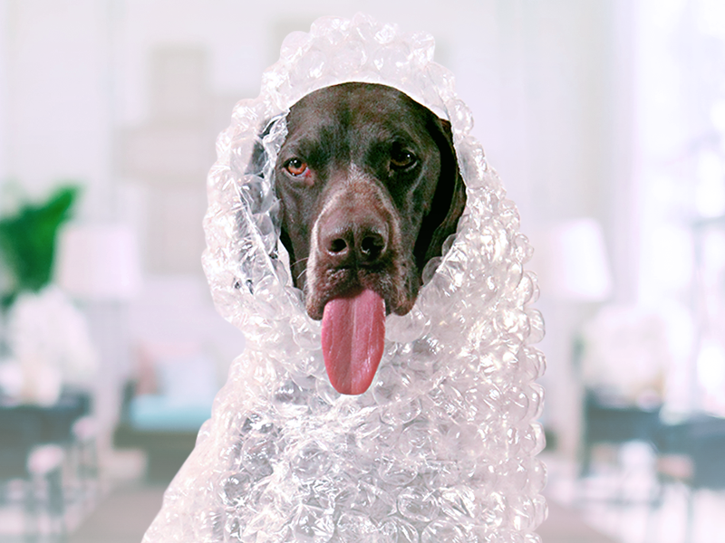 Como proteger seu melhor amigo?