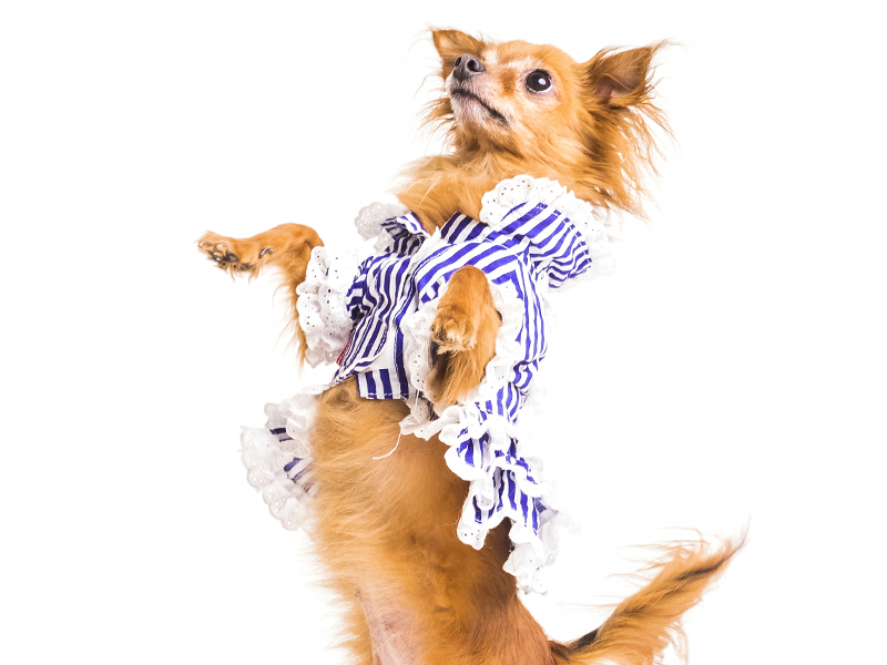 Cuidados com os pelos do seu pet