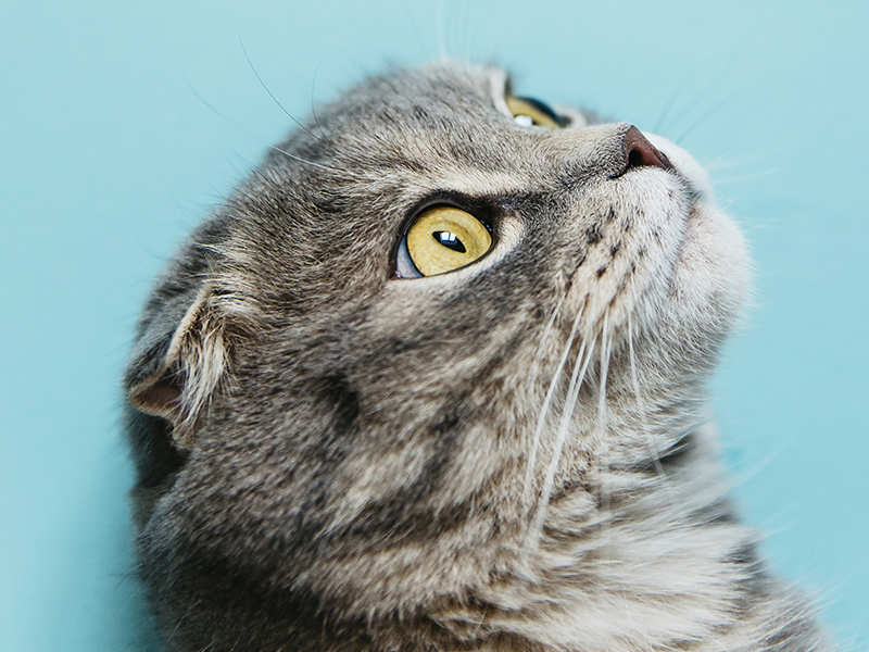 A importância dos arranhadores para gatos