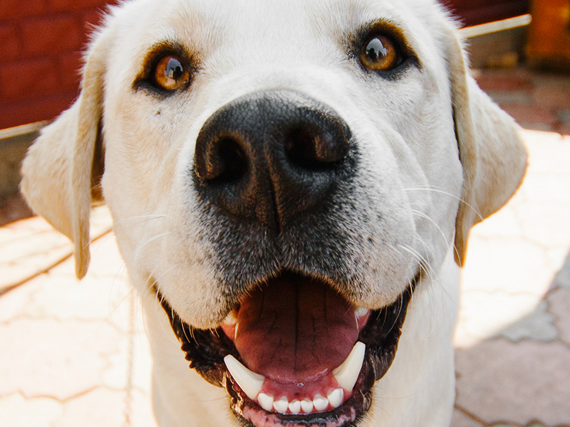 Como prevenir a formação de tártaro?