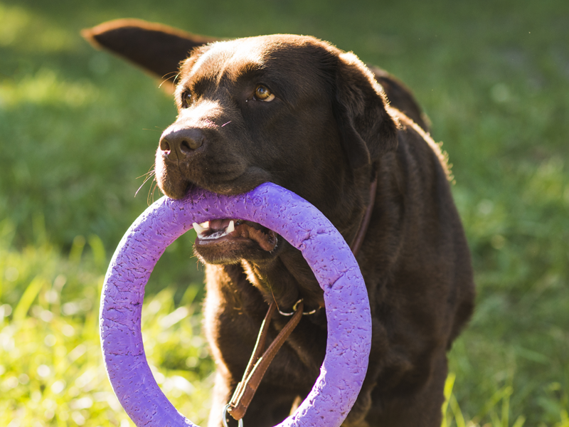Brinquedos para cachorro