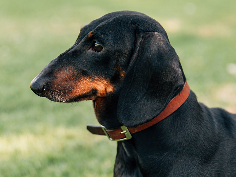 Diferentes tipos de coleiras para pets