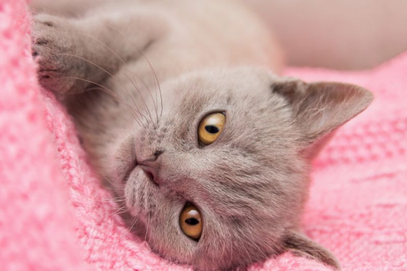 Pets tem câncer de mama?