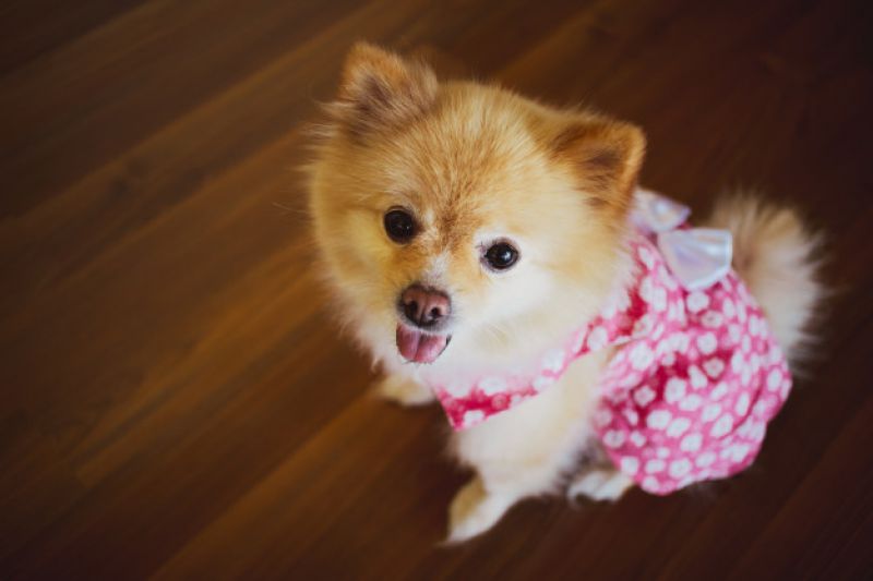 Como prevenir o câncer de mama em pets?