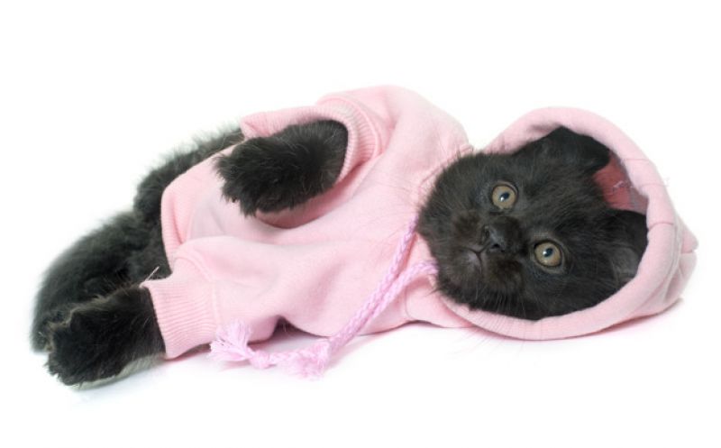 Quais os tipos de tratamentos para o câncer de mama em pets?