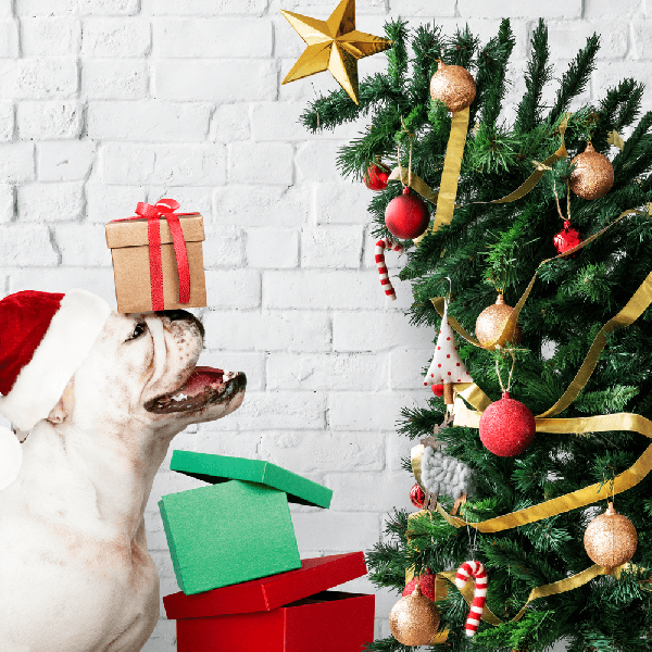 Está pensando em dar um Pet de presente de Natal?