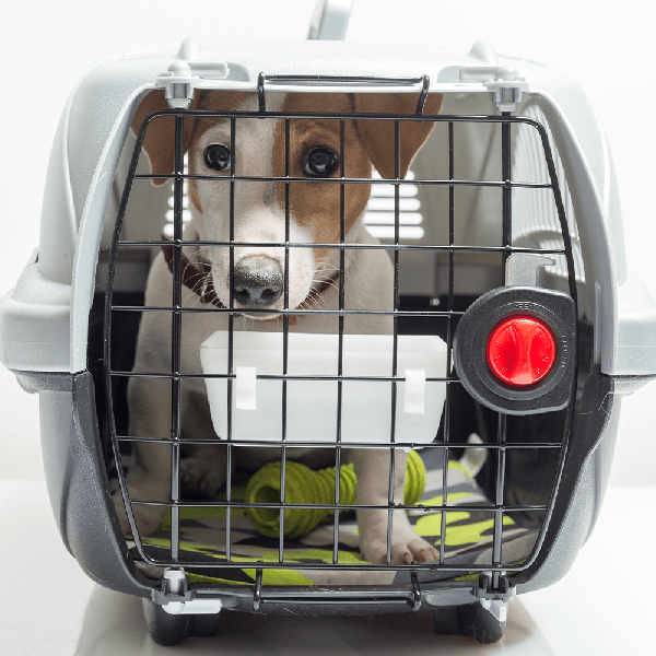 A família toda vai viajar. E o Pet?