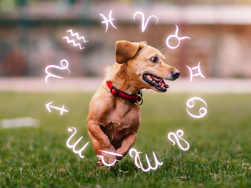 Conheça as principais características do signo de cachorro