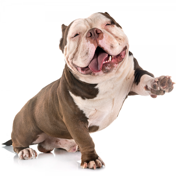 Castração só faz bem para os animais