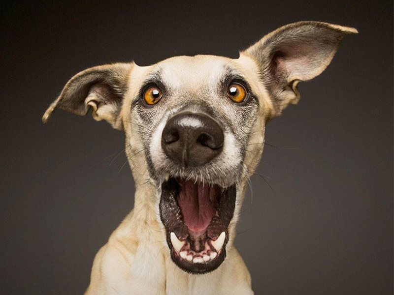 Bafinho? Pode ser gengivite canina!