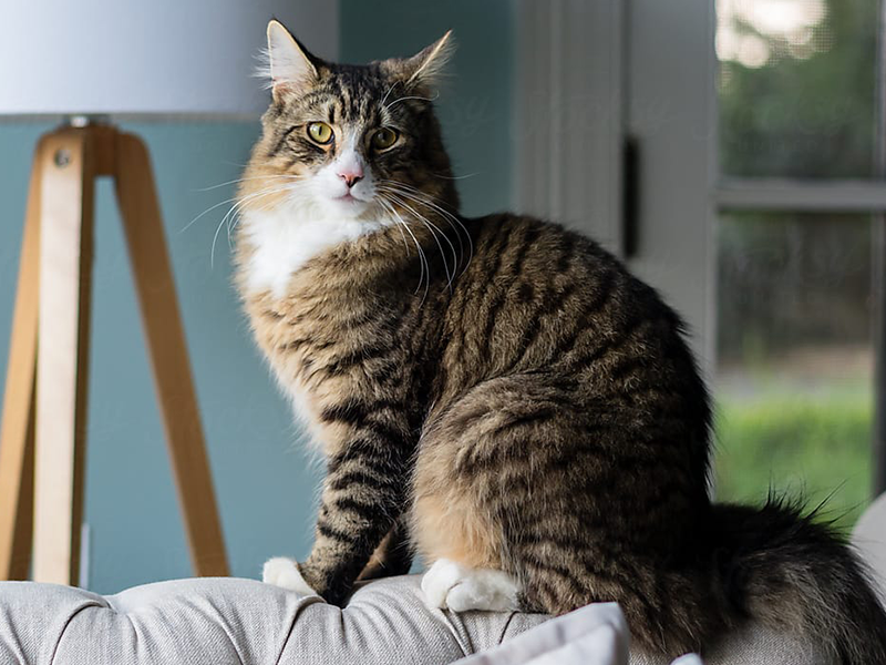 Gatos arranhando os móveis: e agora?