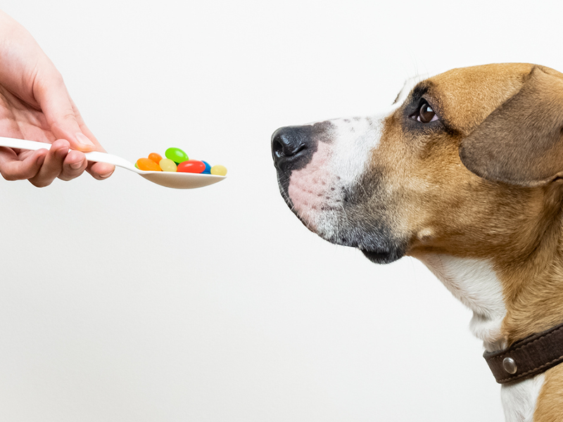 Por que é tão importante vermifugar os nossos pets?