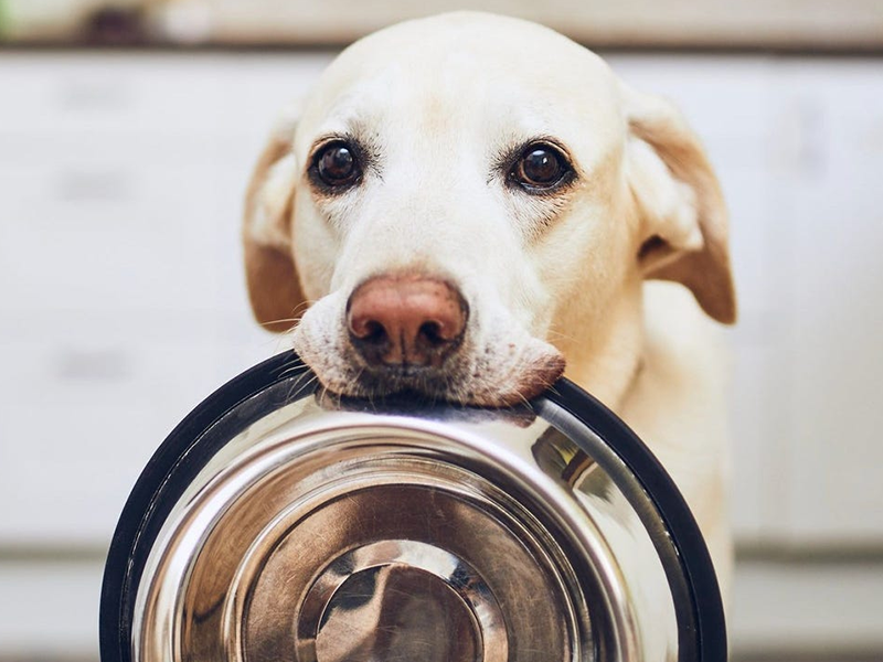 Como armazenar a ração de cachorro da forma correta?