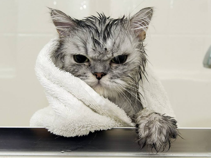 Gato toma banho? Saiba mais sobre a higiene os bichanos